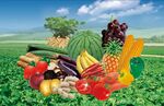 蔬菜水果免抠高清素材源文件