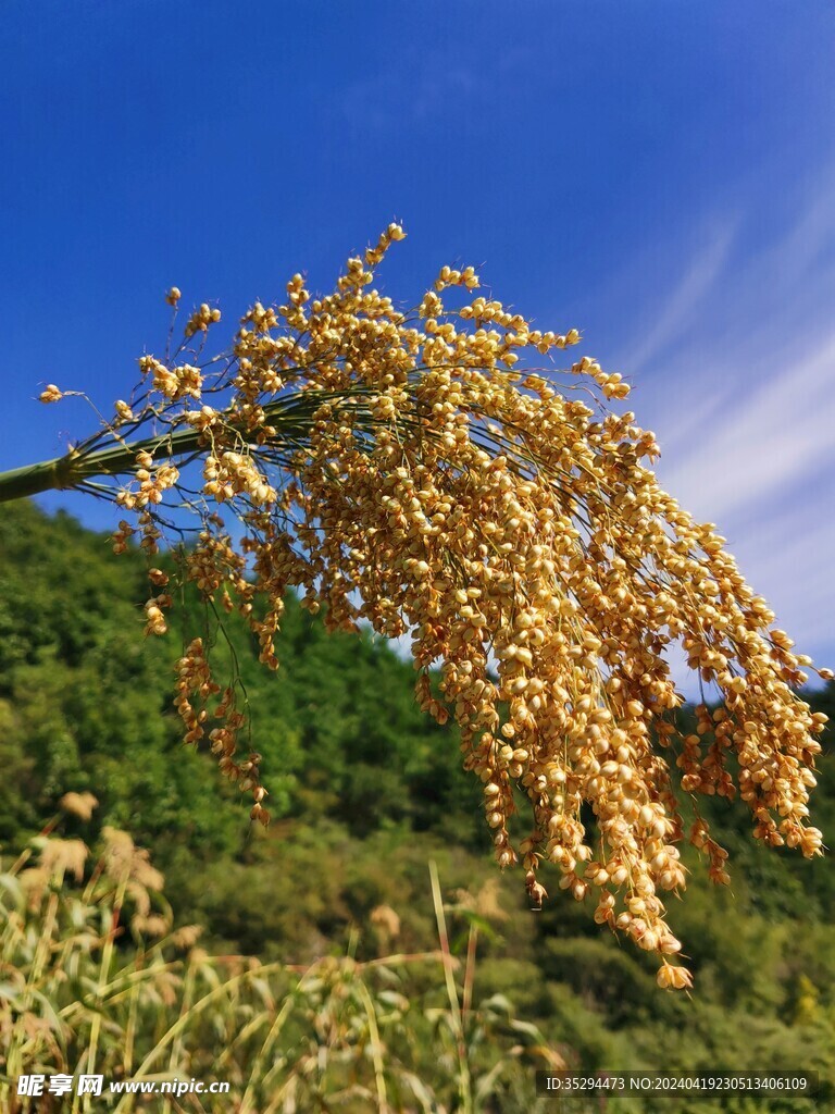 高粱