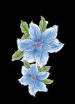 玉兰花