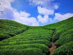 茶山行