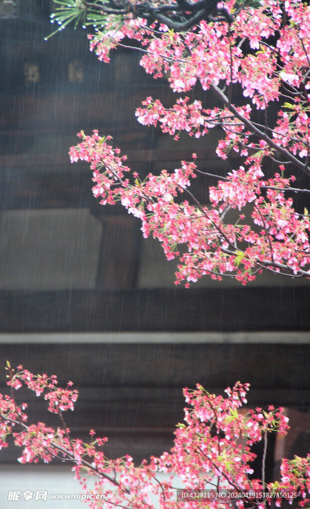 雨中樱花与建筑