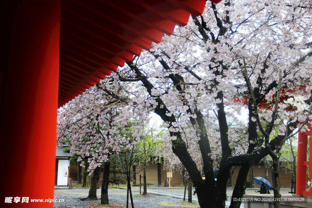 建筑与樱花
