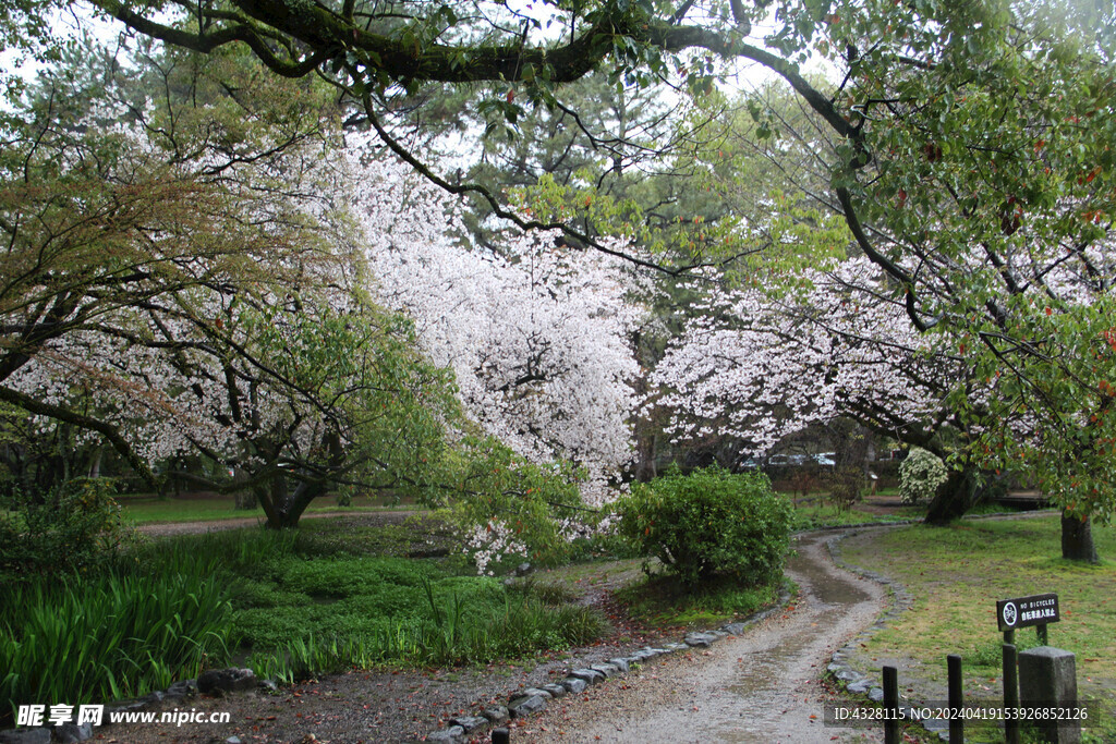 雨中樱花小路