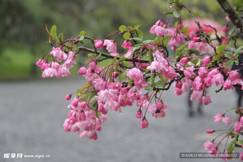 雨中的樱花特写