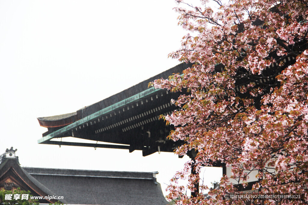 京都建筑与樱花特写小景
