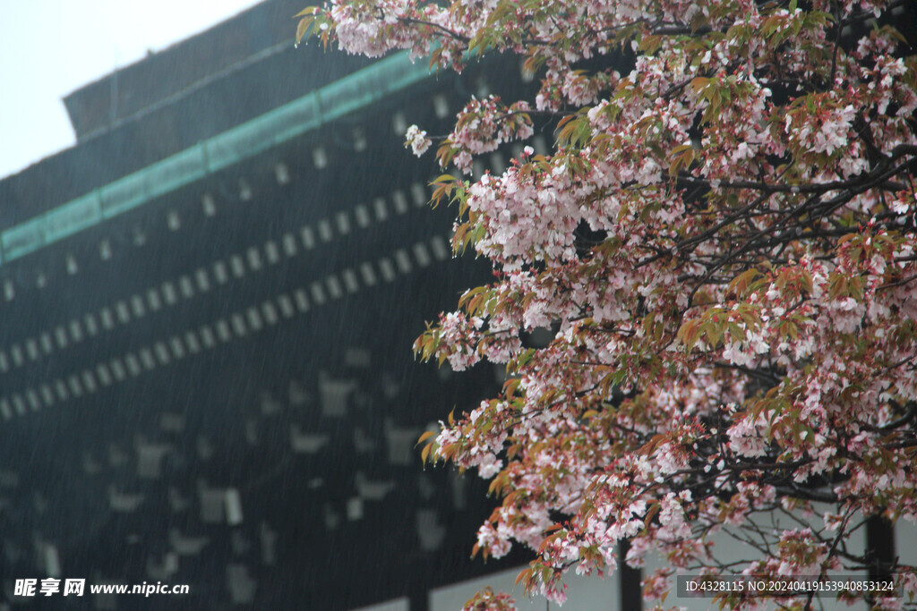 京都建筑与樱花特写小景
