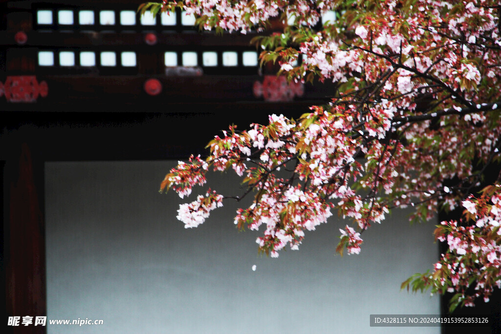京都二条城建筑与樱花小景