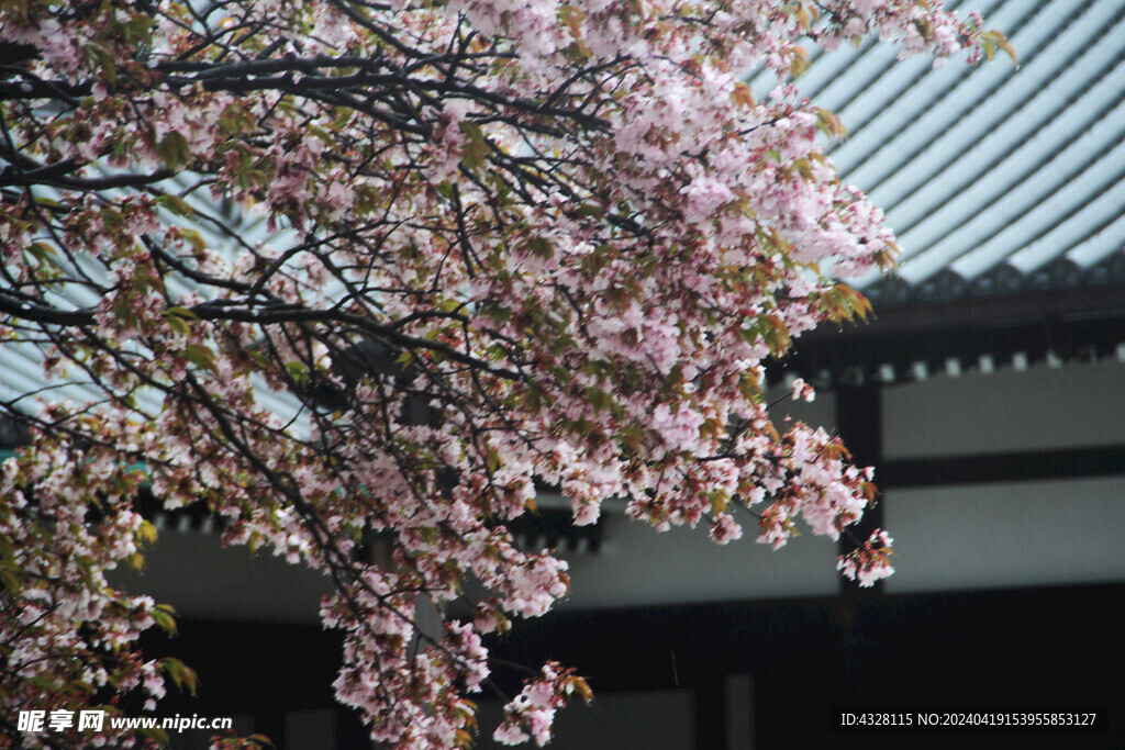 京都二条城屋顶与樱花