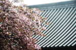 京都二条城建筑古建与樱花