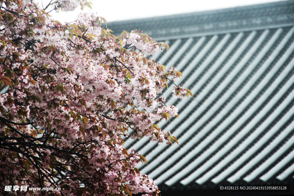 京都二条城建筑古建与樱花