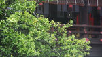 京都二条城建筑特写小景