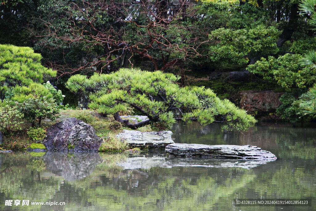 水上的松树小景