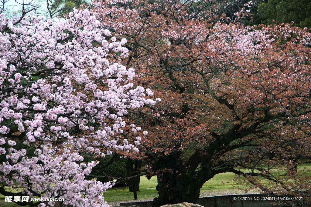 京都樱花树风景