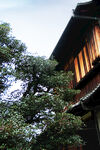 京都二条城建筑风景
