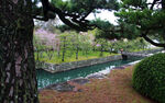 京都二条城园林风景