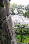 京都二条城风景