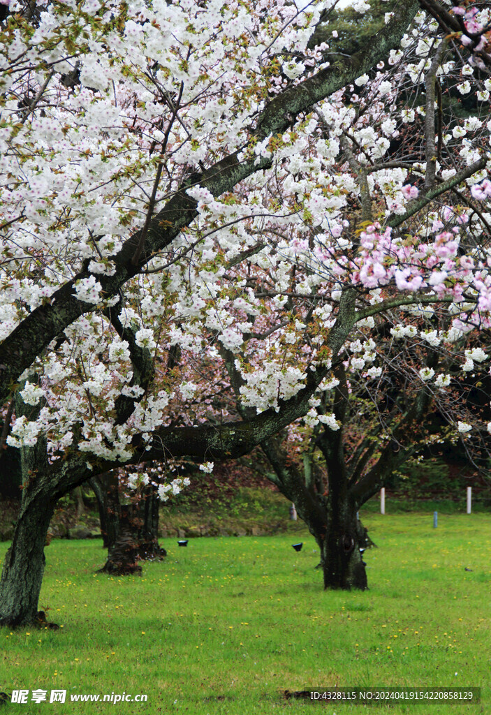 樱花树与草地