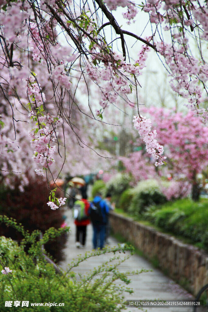 街边的樱花风景