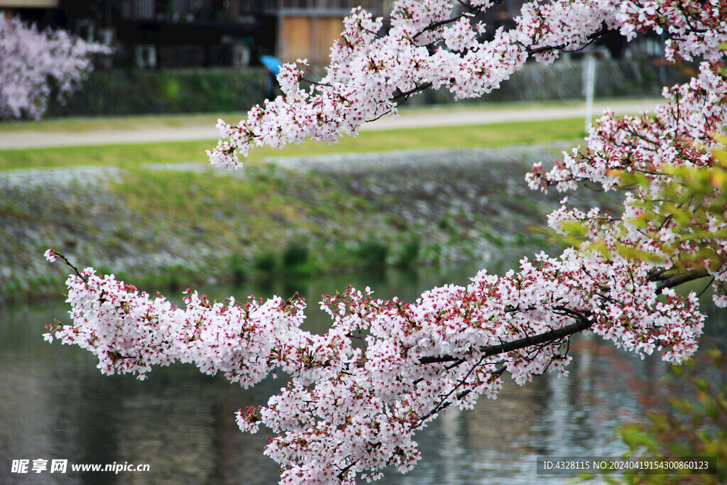 河边的樱花树风景