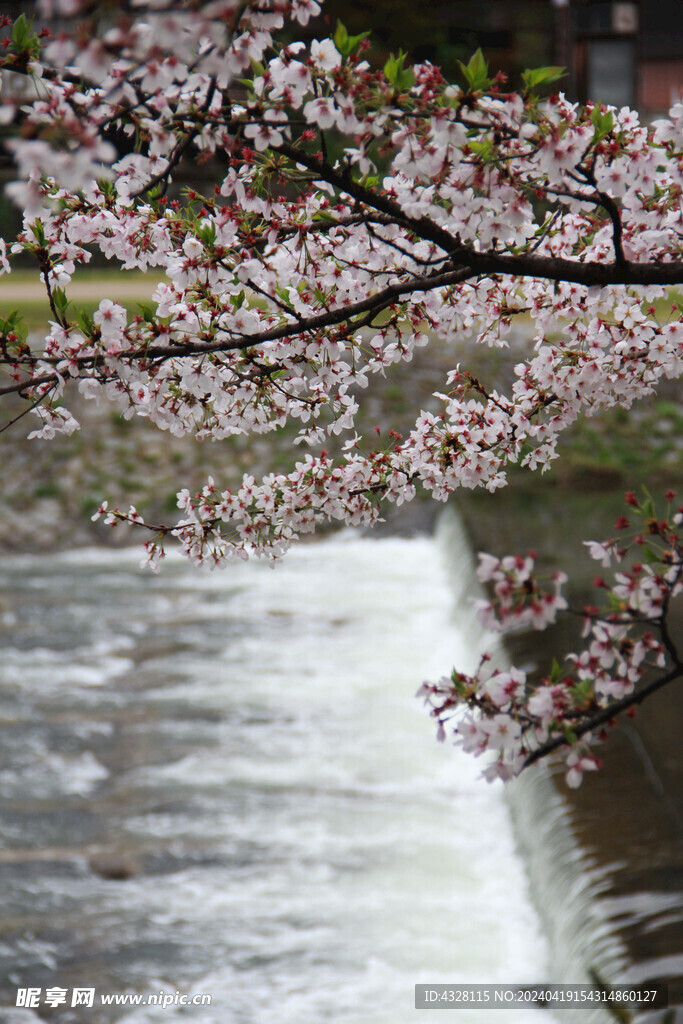 河边的樱花树风景