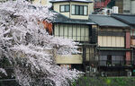 樱花与建筑风景