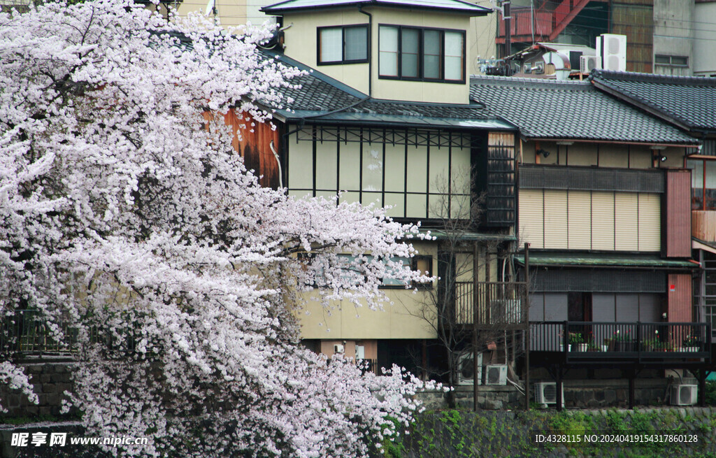 樱花与建筑风景