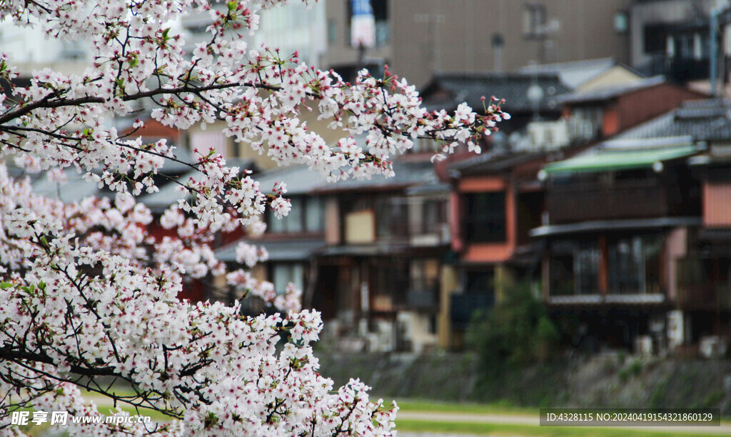 樱花与建筑风景