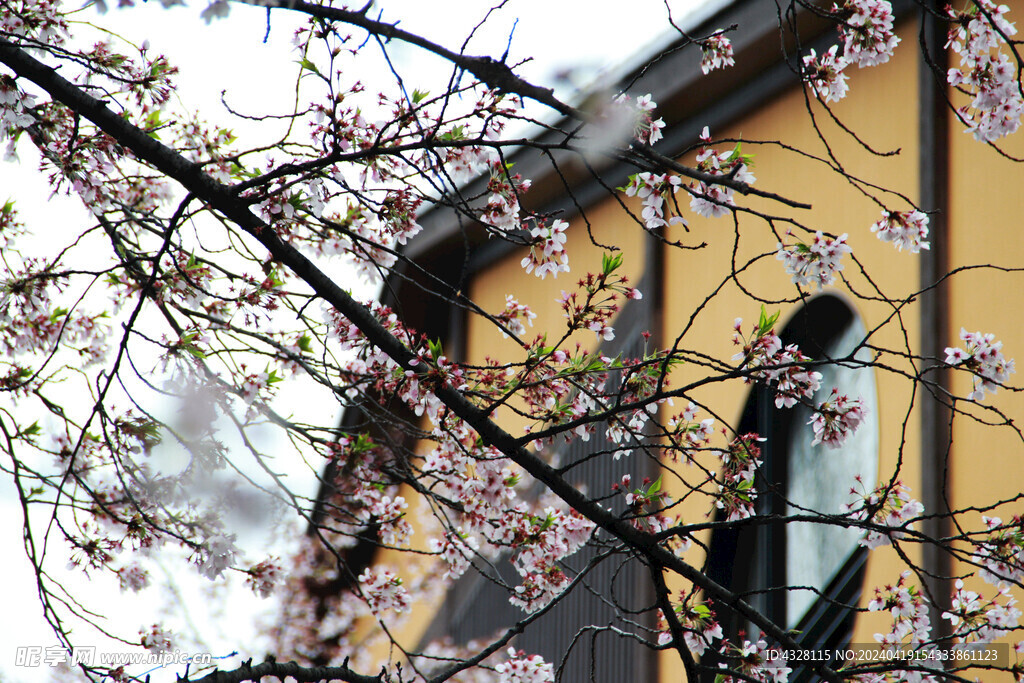 雨中樱花与建筑