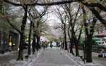 京都路边的樱花树