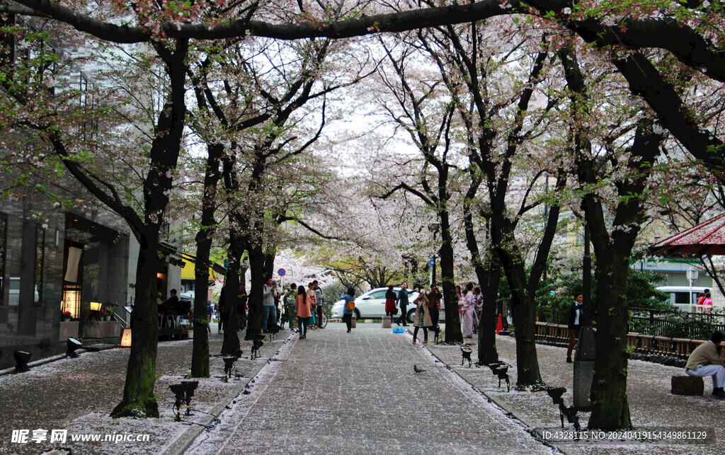 京都路边的樱花树