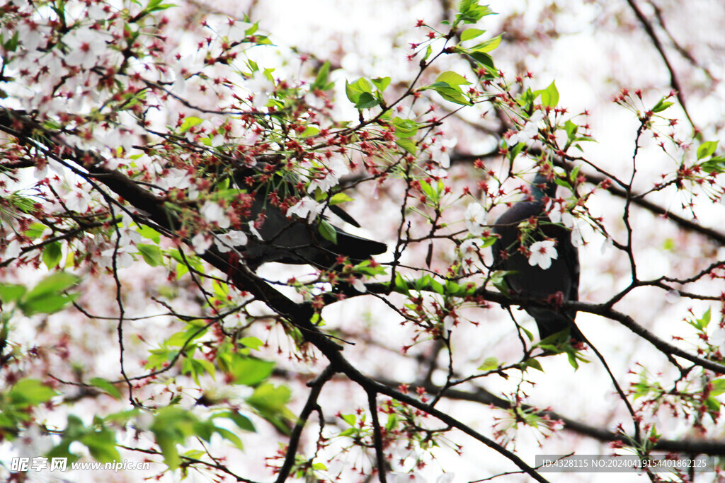 樱花树上的鸽子风景