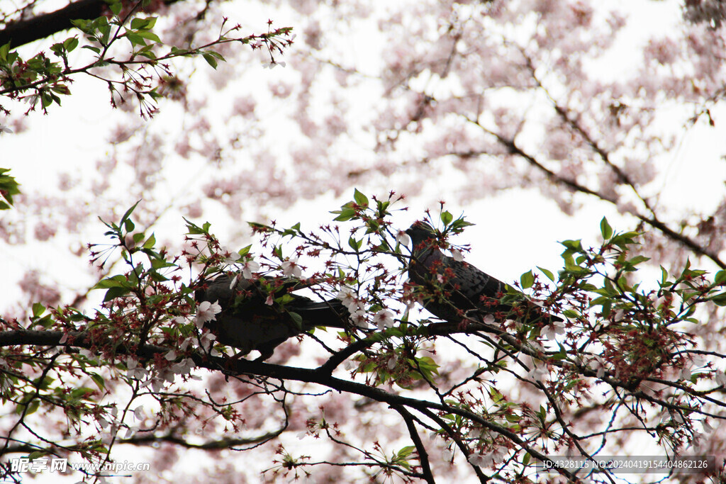 樱花树上的鸽子风景