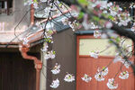 樱花与建筑