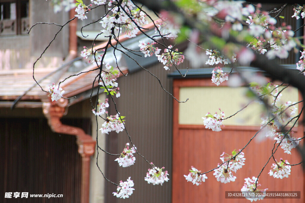 樱花与建筑