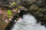 小溪樱花