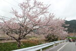 路旁樱花