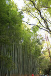 岚山竹林风景