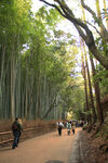 岚山竹林风景