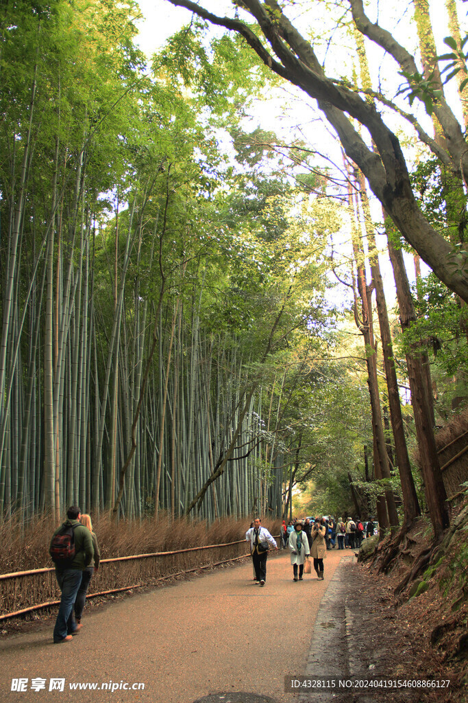 岚山竹林风景