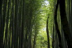岚山竹林风景