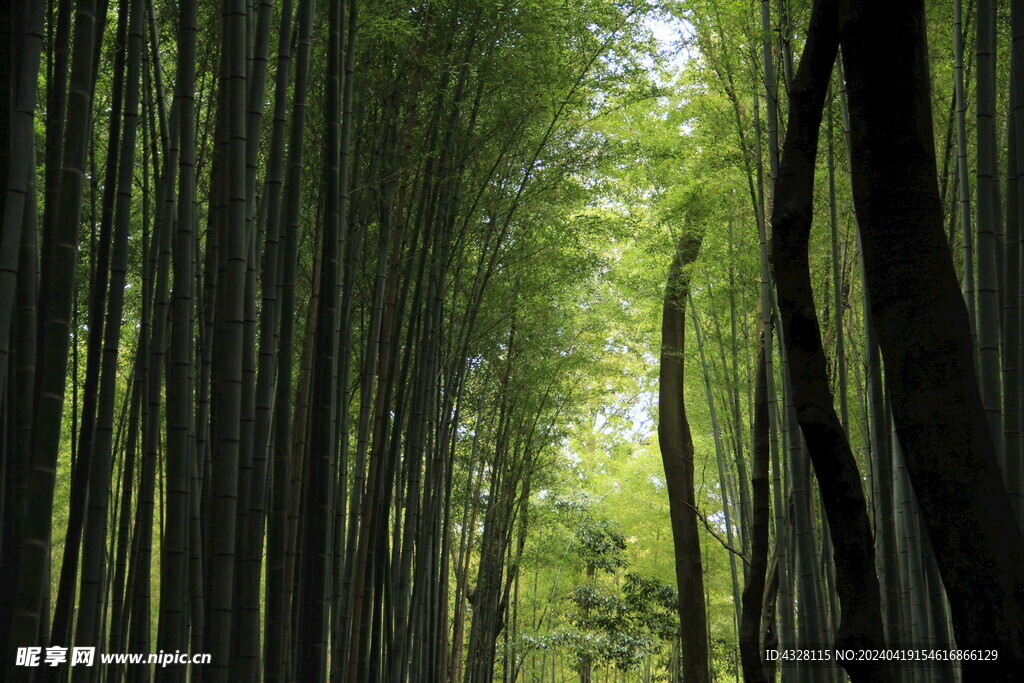 岚山竹林风景