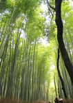 岚山竹林风景
