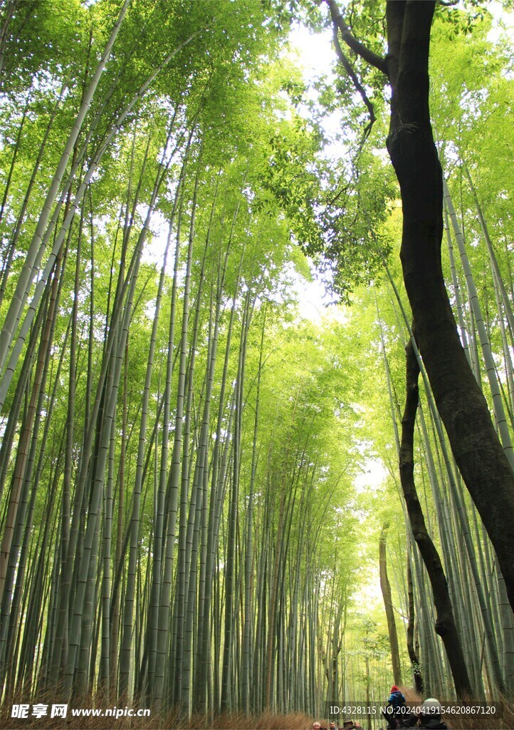 岚山竹林风景