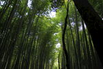 岚山竹林风景