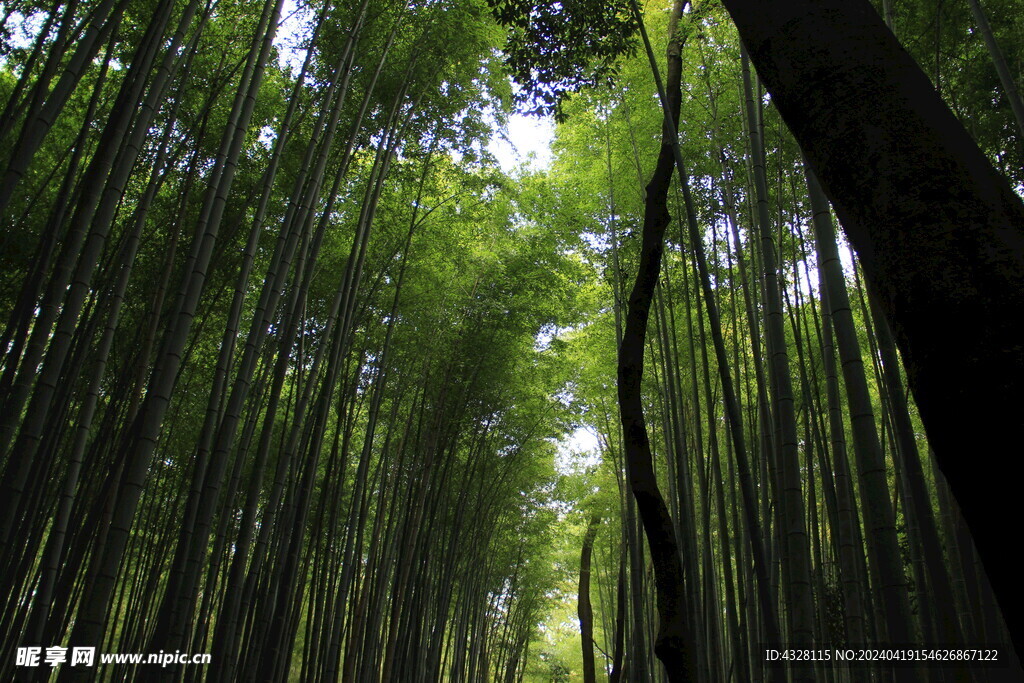 岚山竹林风景