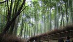 岚山竹林风景