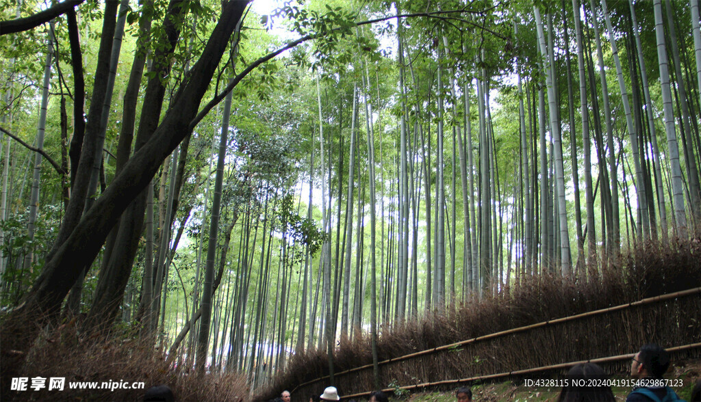 岚山竹林风景