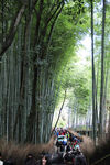 岚山竹林风景