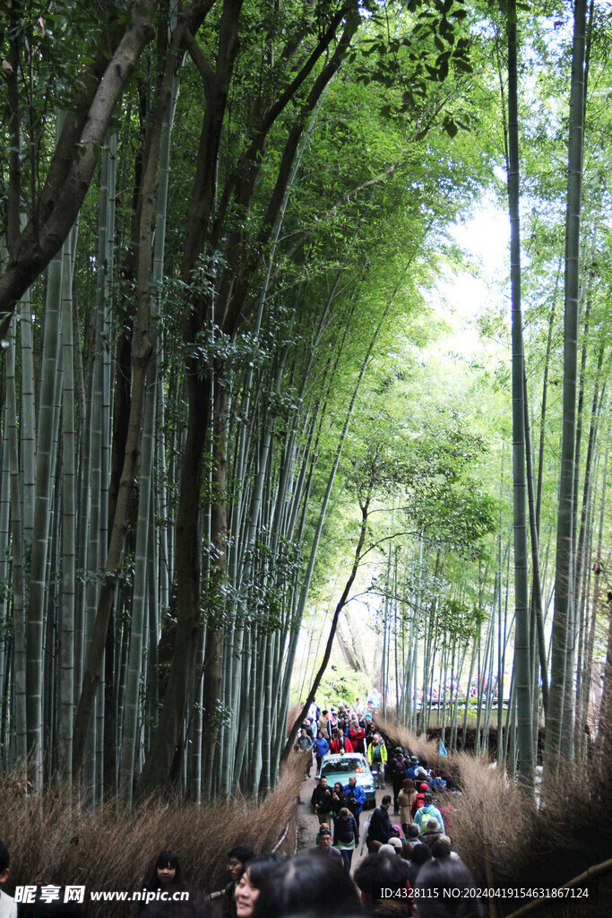 岚山竹林风景