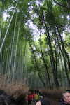 岚山竹林风景